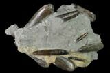 Fossil Belemnite (Paxillosus) Cluster - Mistelgau, Germany #139127-1
